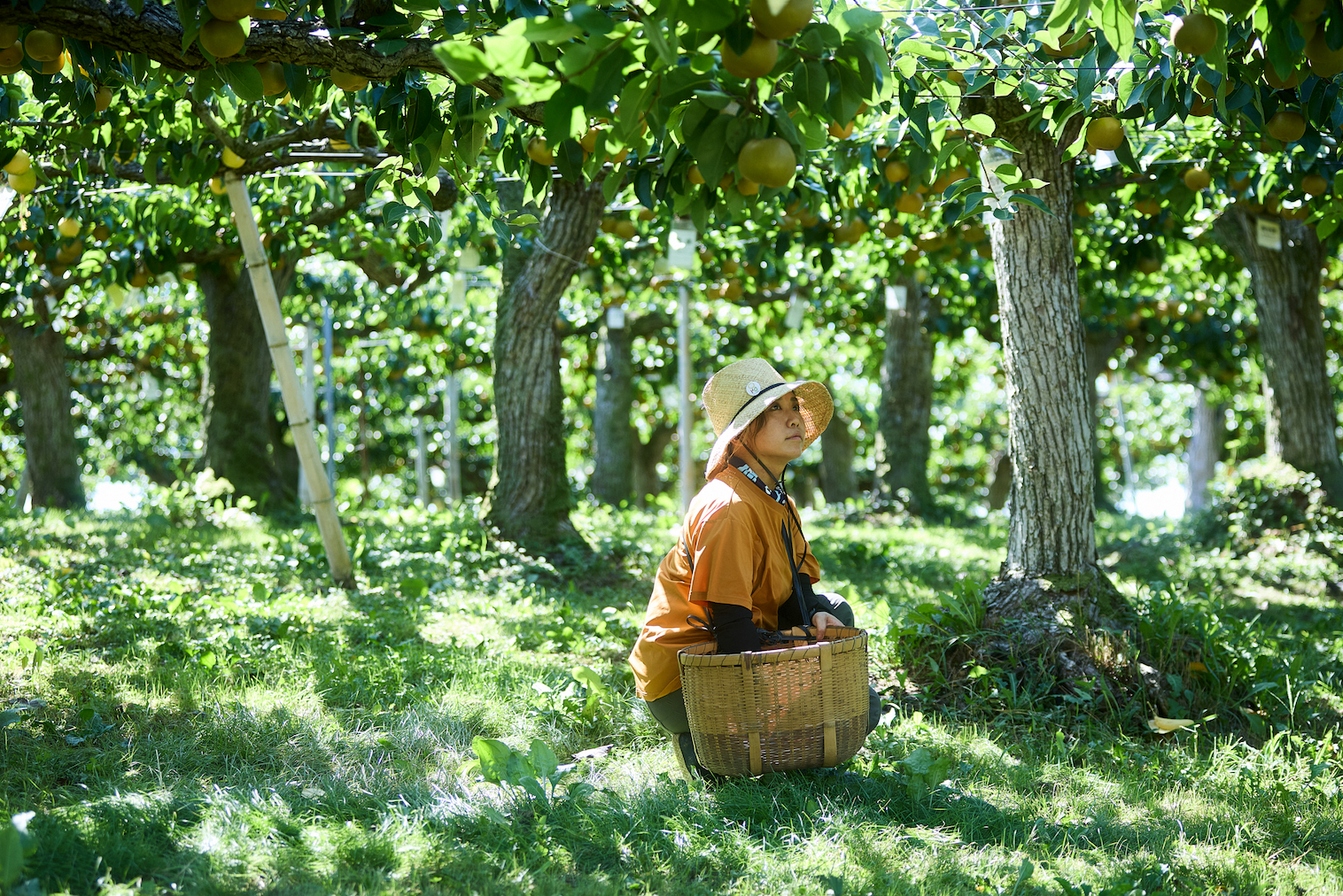 利府町の特産「利府梨」